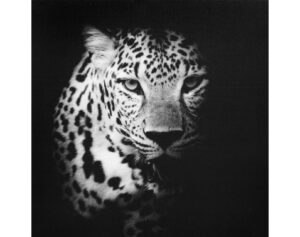 Obraz na plátně Leopard